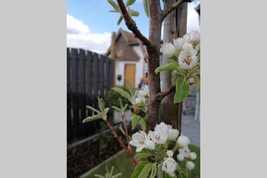 엘빙거로드 Harzhaus Ida 빌라 외부 사진